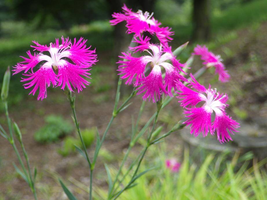 7月8日から夏の開園スタート！ | スタッフブログ | 赤城自然園