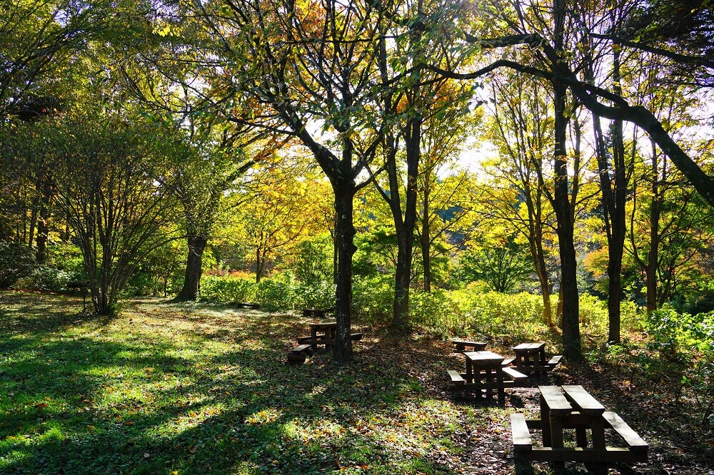 園内風景 | 今日の赤城自然園 | 赤城自然園