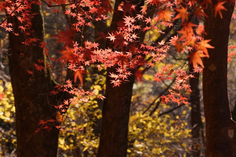 イロハモミジの色づき | スタッフブログ | 赤城自然園