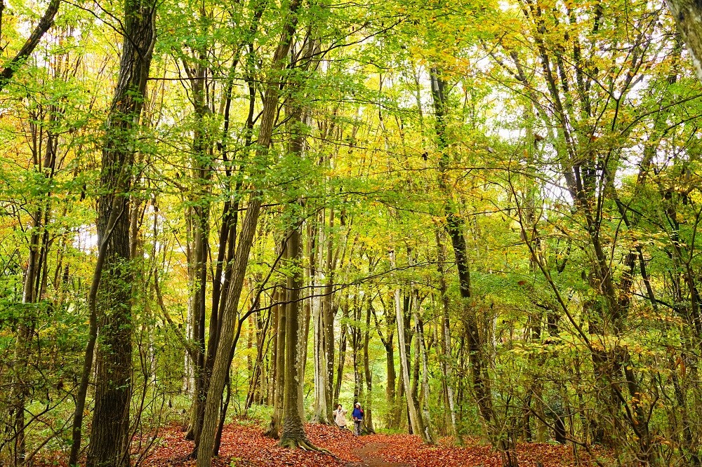 2024紅葉情報N0.3 | スタッフブログ | 赤城自然園
