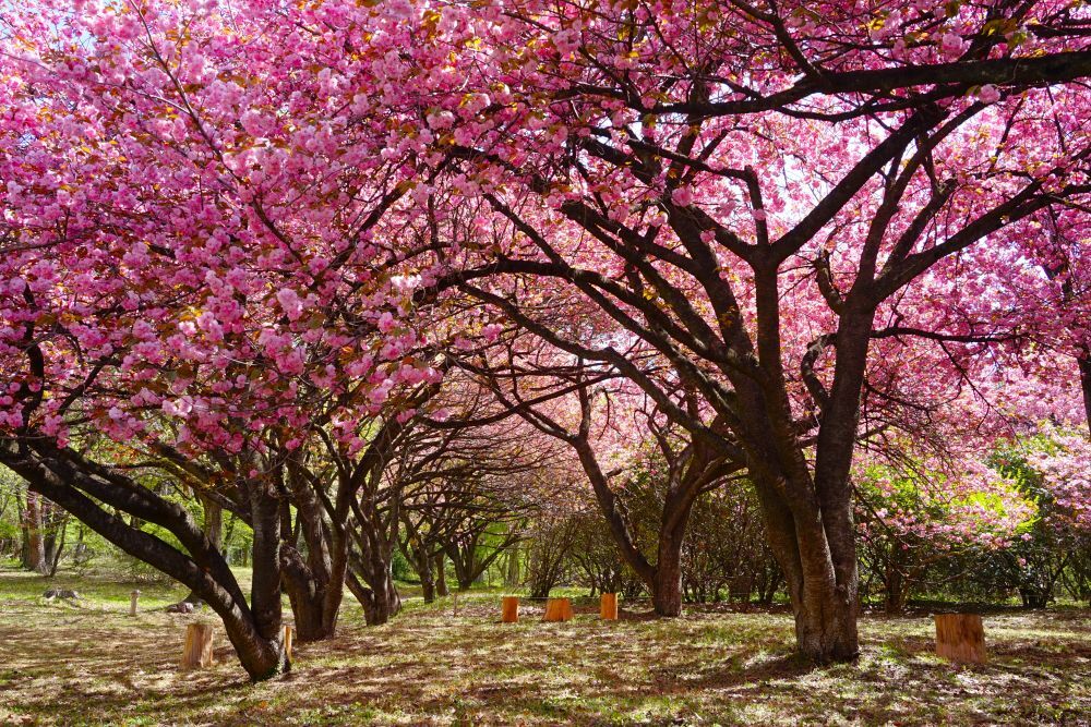 八重桜エリア2026 期間限定OPEN | スタッフブログ | 赤城自然園