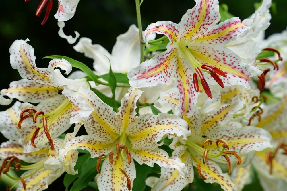 富貴蘭　（仮名）花鳥風月（赤花三蝶咲きの白黄縞） 白くて大きな、あの花が咲きはじめました！ | スタッフブログ | 赤城自然園