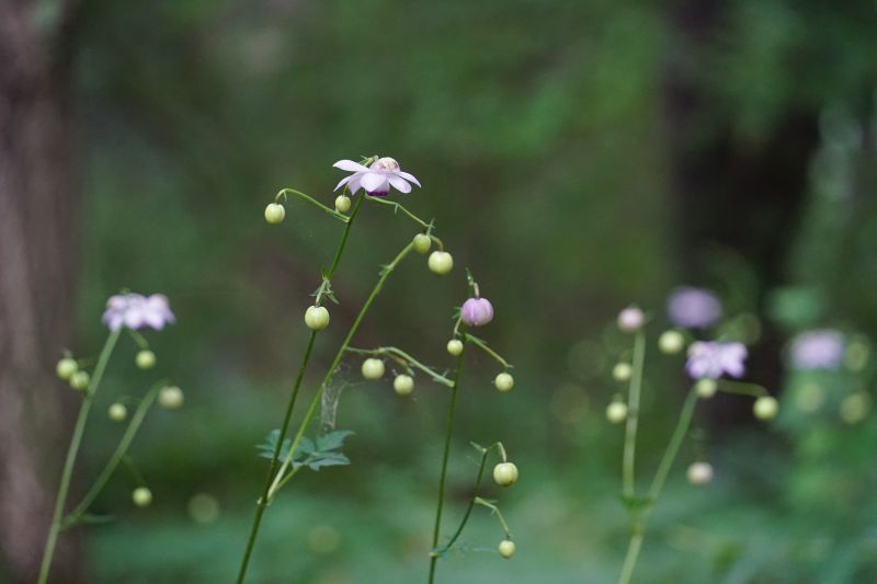 2025レンゲショウマの開花状況No.2 | スタッフブログ | 赤城自然園