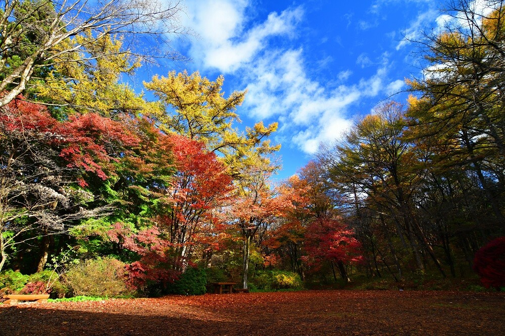 2024紅葉情報N0.5 | スタッフブログ | 赤城自然園