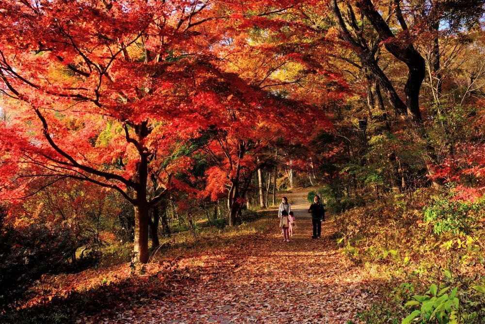 イロハモミジのトンネル』開放のお知らせ(2025/11/9~) | お知らせ