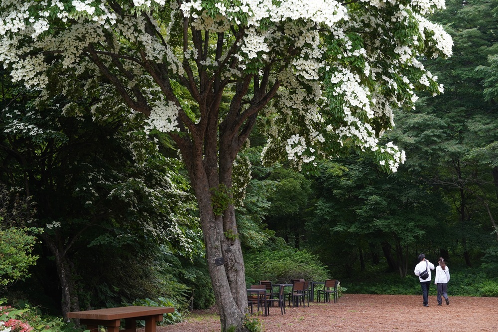 園内風景 | 今日の赤城自然園 | 赤城自然園