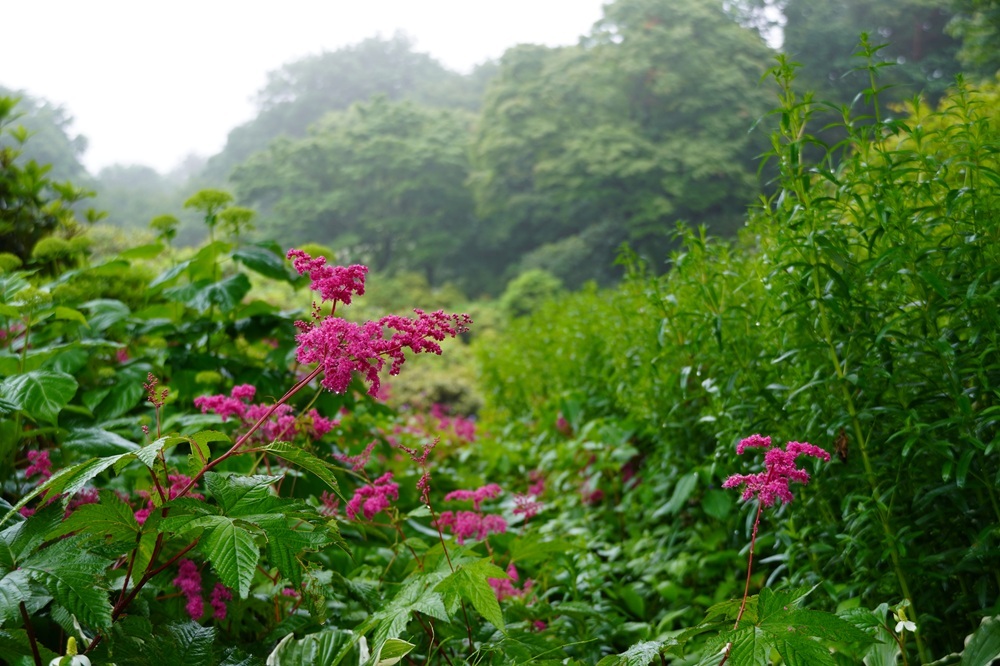 園内風景 | 今日の赤城自然園 | 赤城自然園