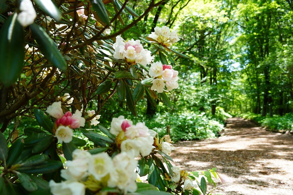 園内風景 | 今日の赤城自然園 | 赤城自然園