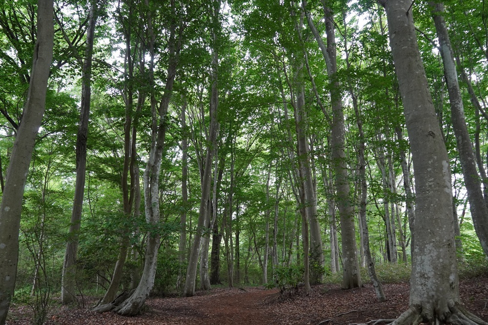 園内風景 | 今日の赤城自然園 | 赤城自然園