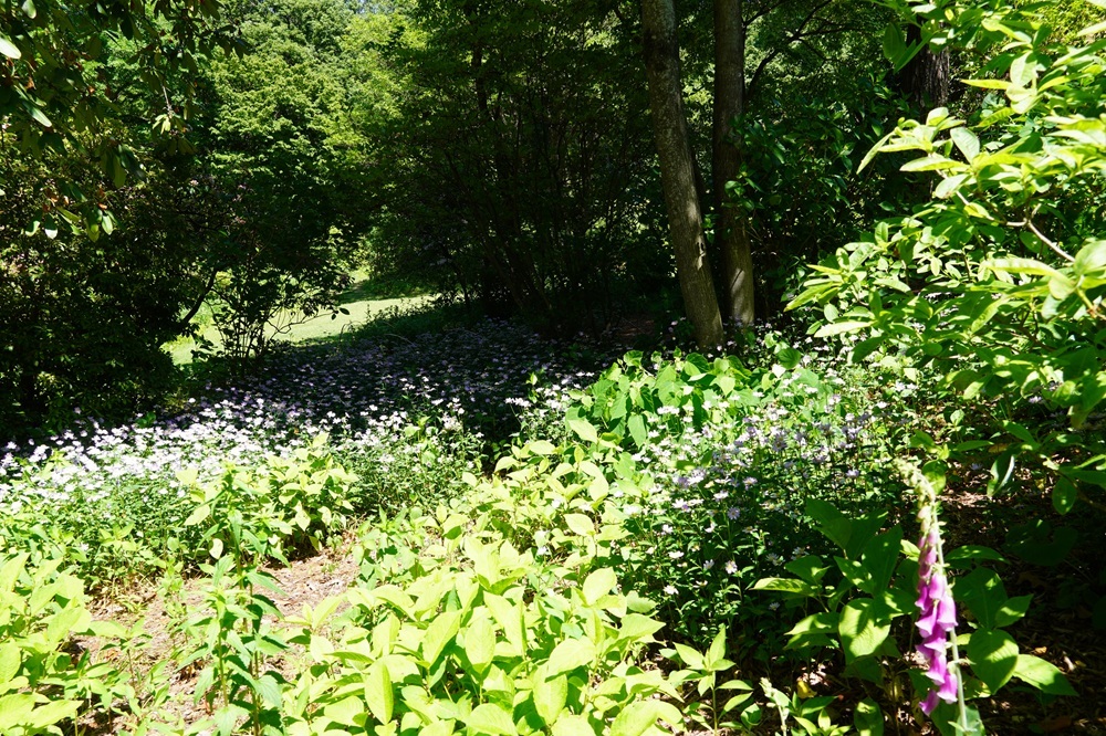 園内風景 | 今日の赤城自然園 | 赤城自然園