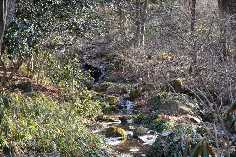 園内風景 | 今日の赤城自然園 | 赤城自然園