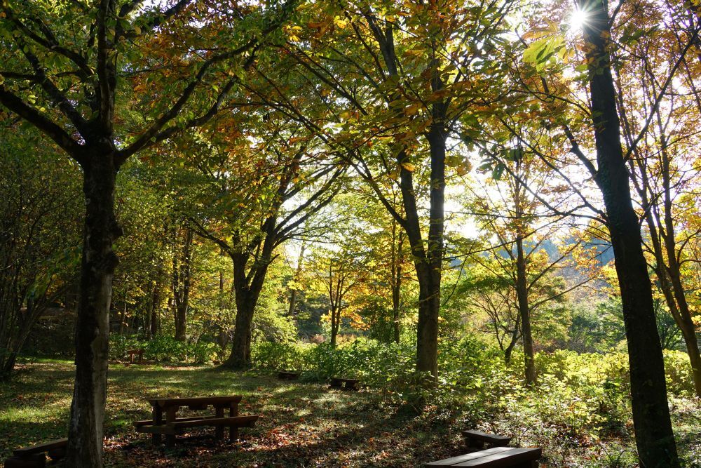 園内風景 | 今日の赤城自然園 | 赤城自然園