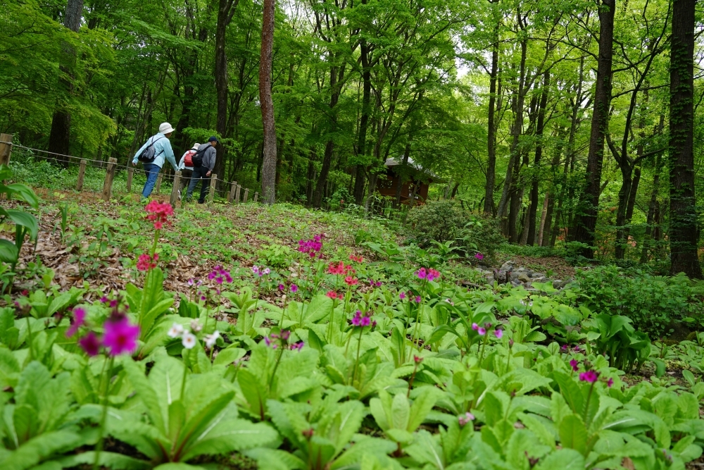 園内風景 | 今日の赤城自然園 | 赤城自然園