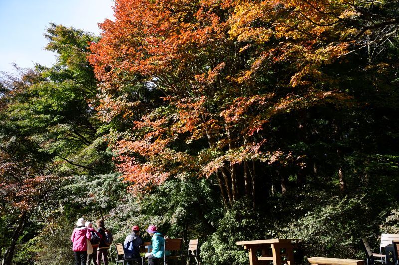 園内風景 | 今日の赤城自然園 | 赤城自然園