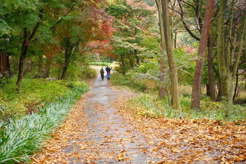 園内風景 | 今日の赤城自然園 | 赤城自然園
