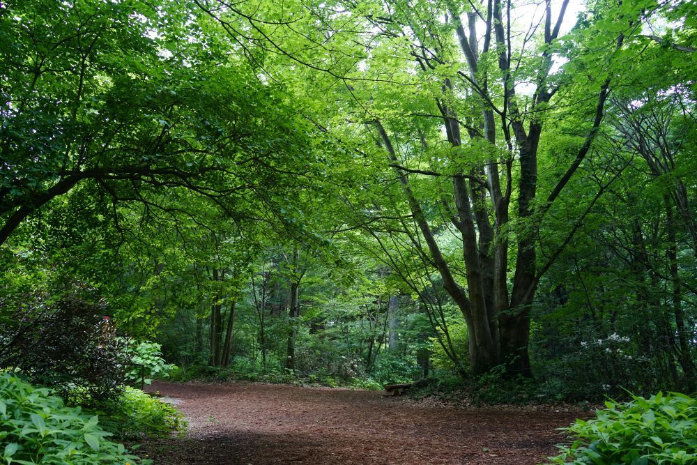 園内風景 | 今日の赤城自然園 | 赤城自然園