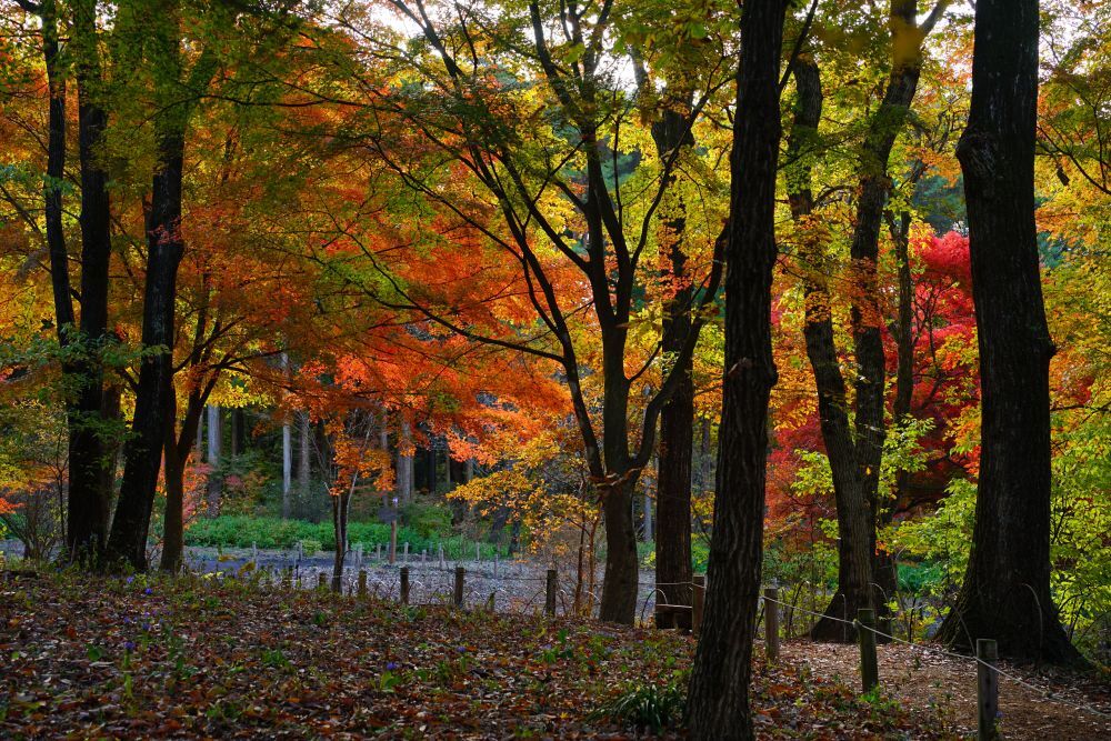 園内風景 | 今日の赤城自然園 | 赤城自然園