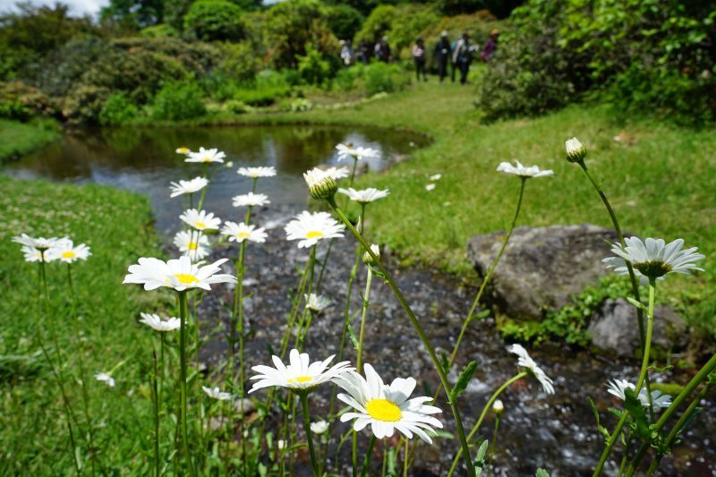 園内風景 | 今日の赤城自然園 | 赤城自然園