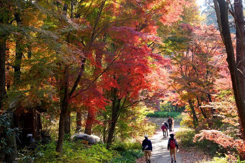 園内風景 | 今日の赤城自然園 | 赤城自然園