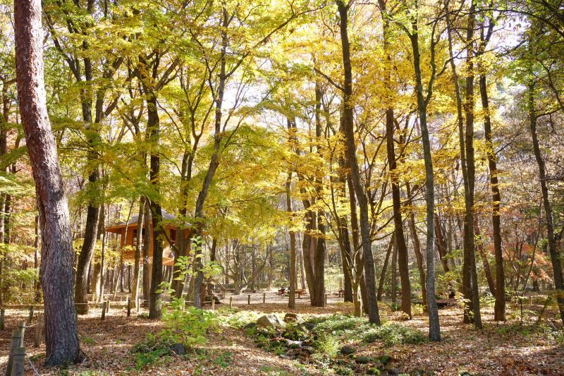 園内風景 | 今日の赤城自然園 | 赤城自然園