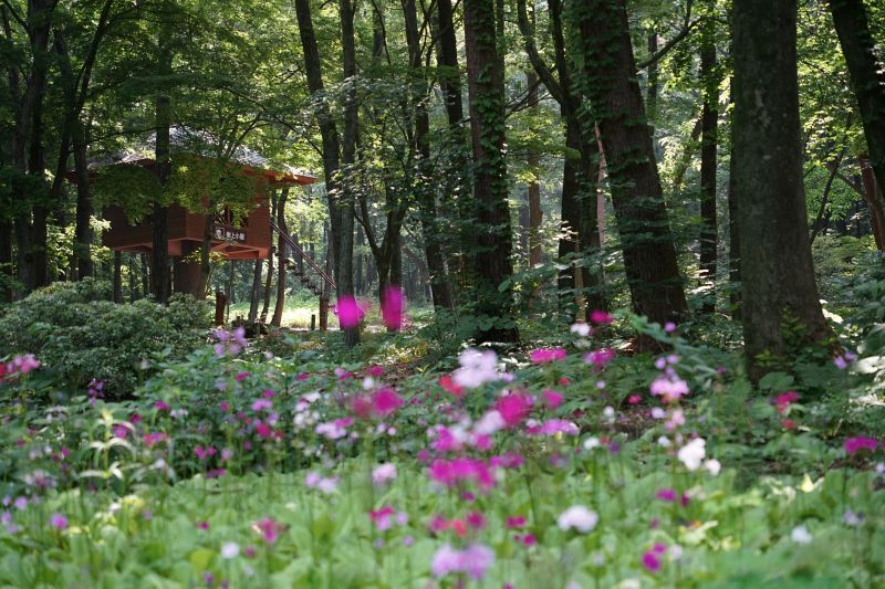 園内風景 | 今日の赤城自然園 | 赤城自然園