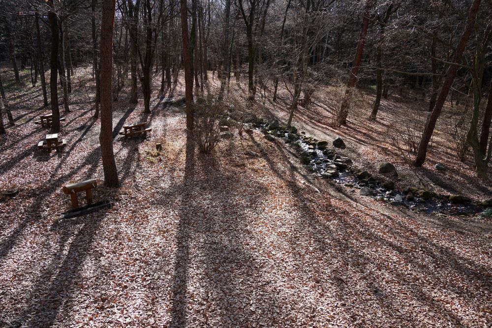園内風景 | 今日の赤城自然園 | 赤城自然園