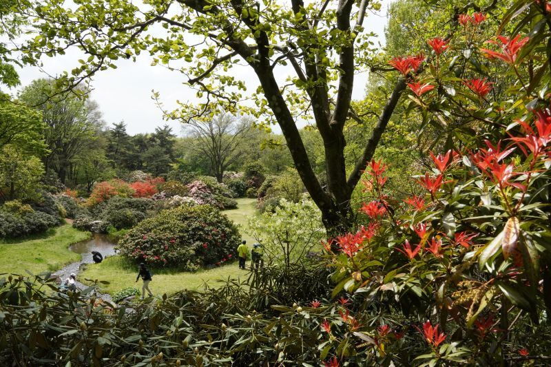園内風景 | 今日の赤城自然園 | 赤城自然園