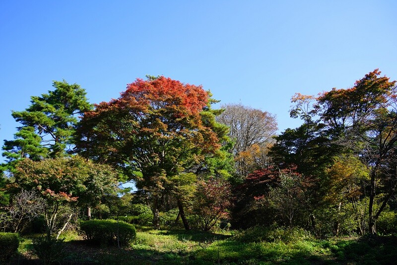 園内風景 | 今日の赤城自然園 | 赤城自然園
