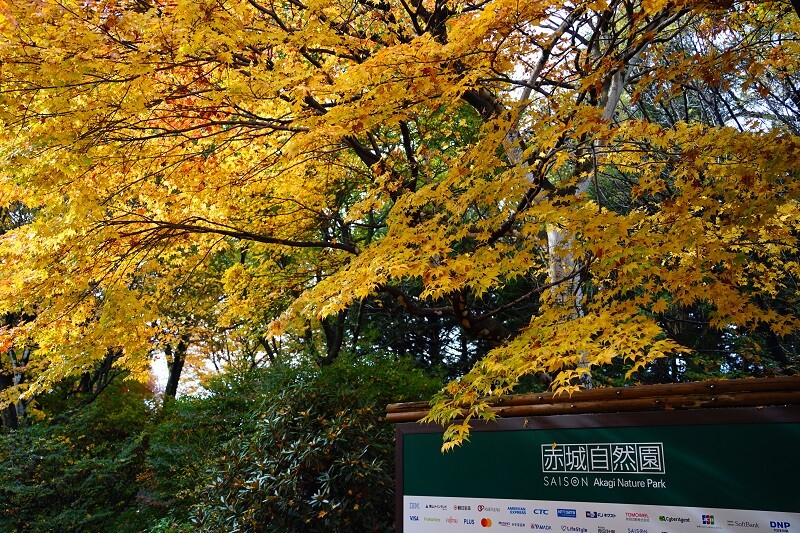 園内風景 | 今日の赤城自然園 | 赤城自然園
