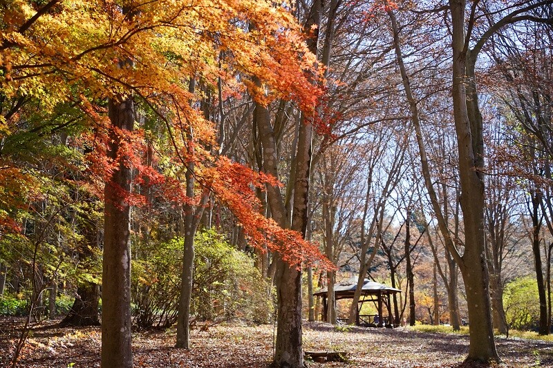 園内風景 | 今日の赤城自然園 | 赤城自然園