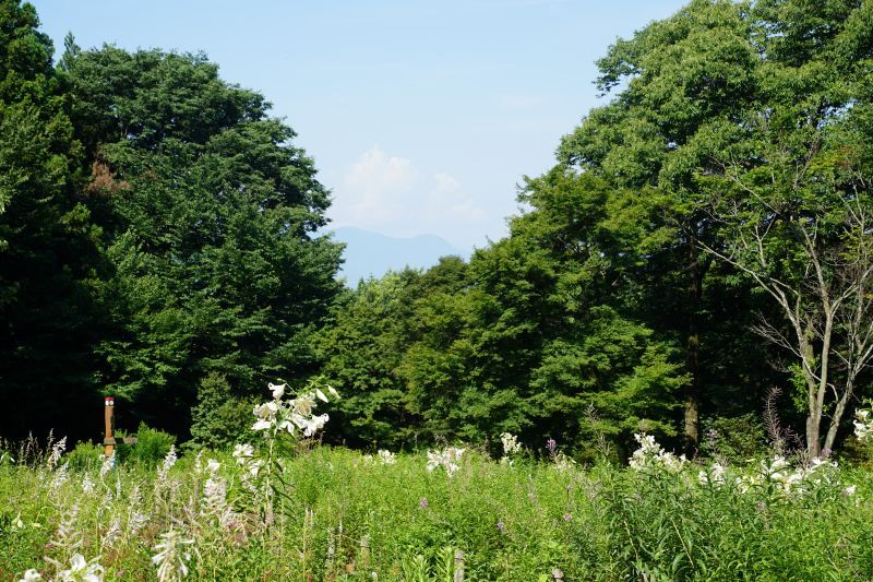 園内風景 | 今日の赤城自然園 | 赤城自然園