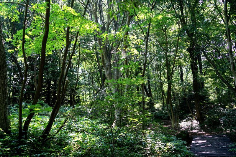 園内風景 | 今日の赤城自然園 | 赤城自然園