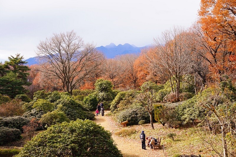 園内風景 | 今日の赤城自然園 | 赤城自然園