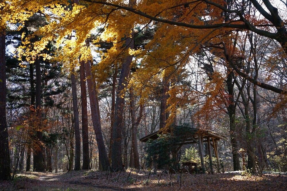 園内風景 | 今日の赤城自然園 | 赤城自然園