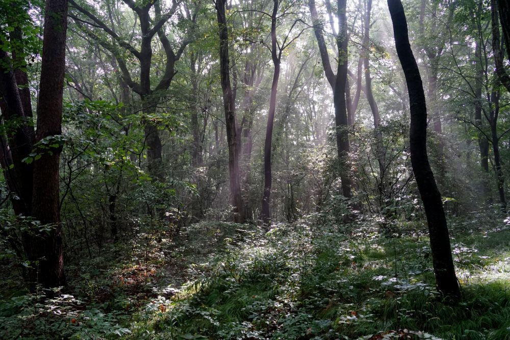 園内風景 | 今日の赤城自然園 | 赤城自然園