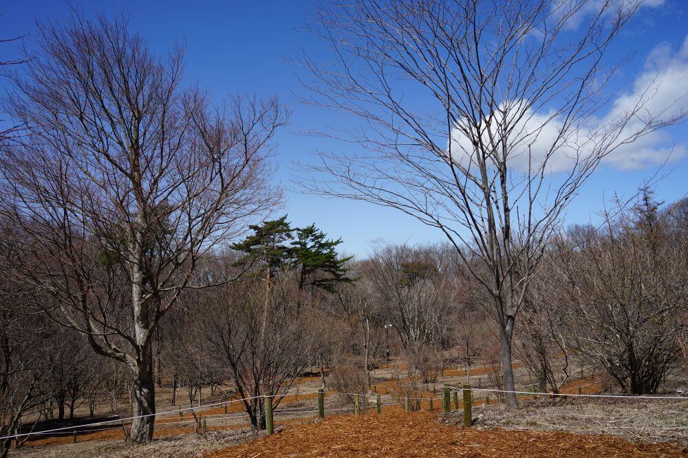 園内風景 | 今日の赤城自然園 | 赤城自然園