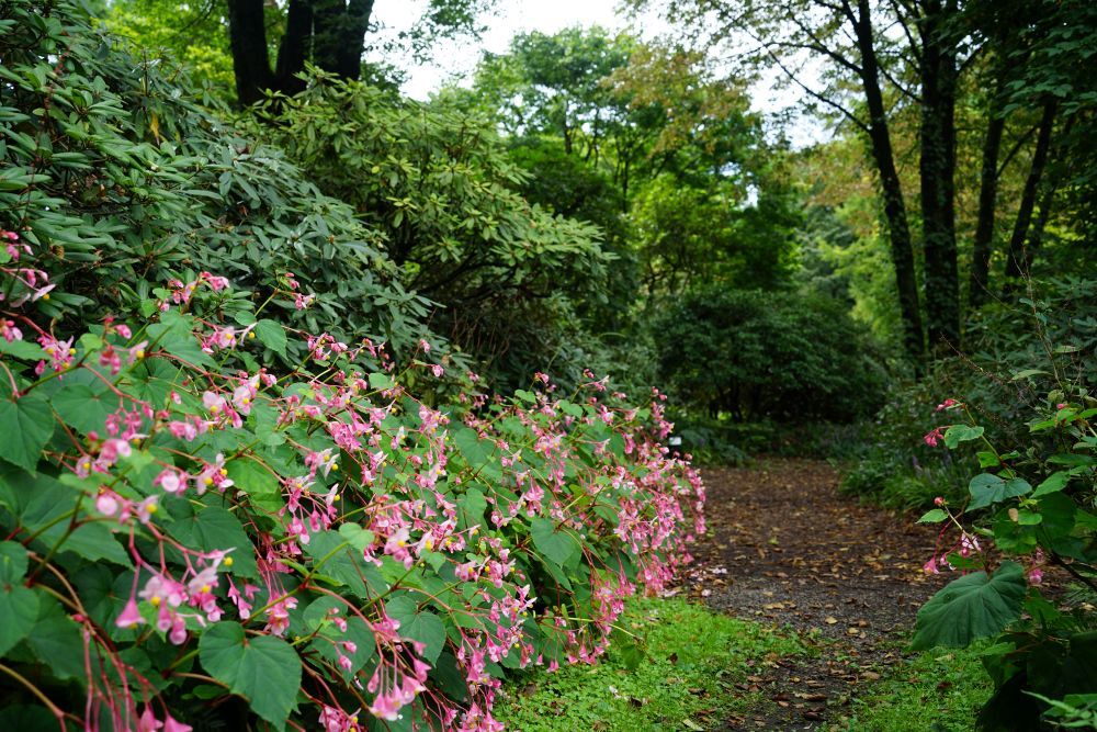 園内風景 | 今日の赤城自然園 | 赤城自然園