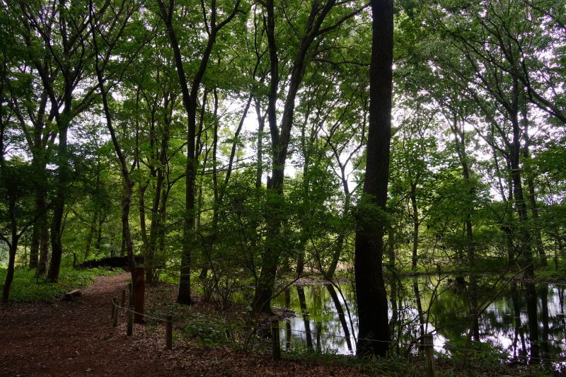 園内風景 | 今日の赤城自然園 | 赤城自然園
