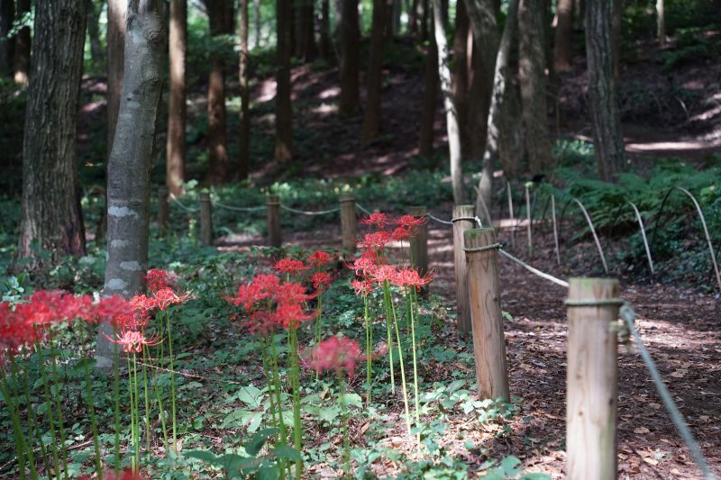 園内風景 | 今日の赤城自然園 | 赤城自然園