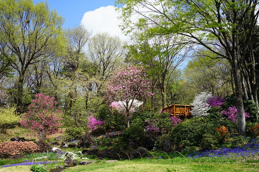 園内風景 | 今日の赤城自然園 | 赤城自然園