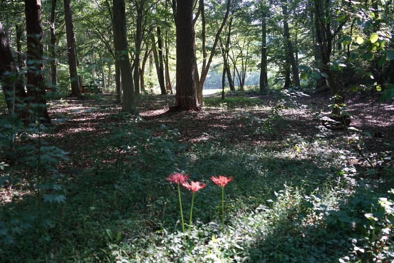 園内風景 | 今日の赤城自然園 | 赤城自然園