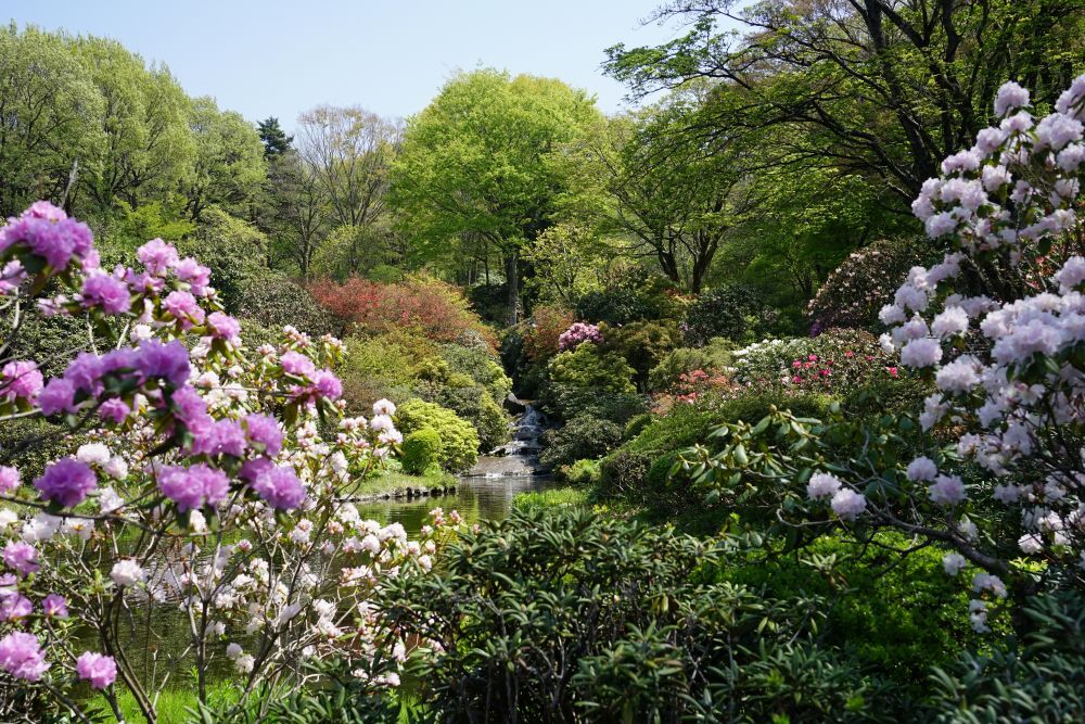 園内風景 | 今日の赤城自然園 | 赤城自然園