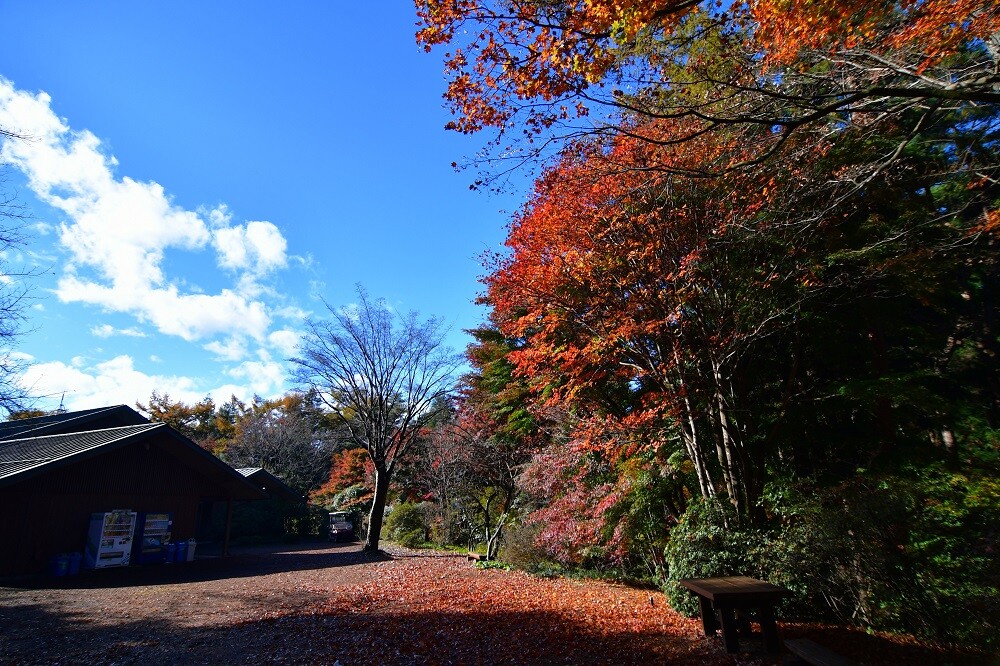 園内風景 | 今日の赤城自然園 | 赤城自然園