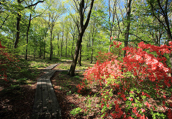 Preserving a lush forest for the children of the future.