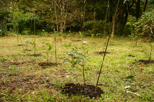 人と自然が共生する森を創る～移植樹体験～イメージ画像